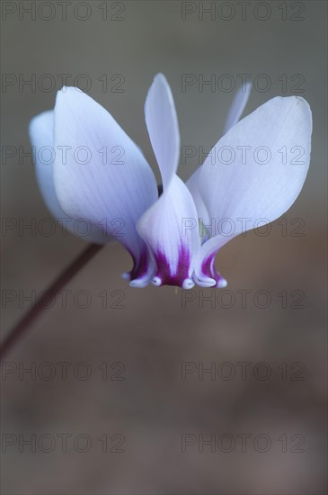 Anatolian violet