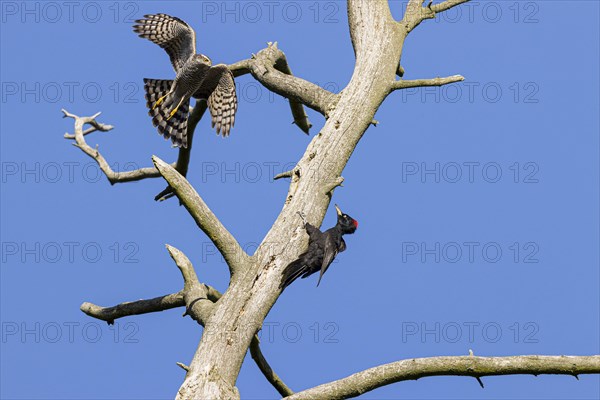 Eurasian sparrowhawk