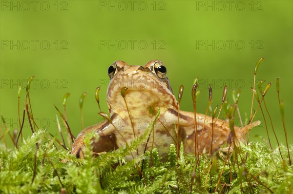 Common frog