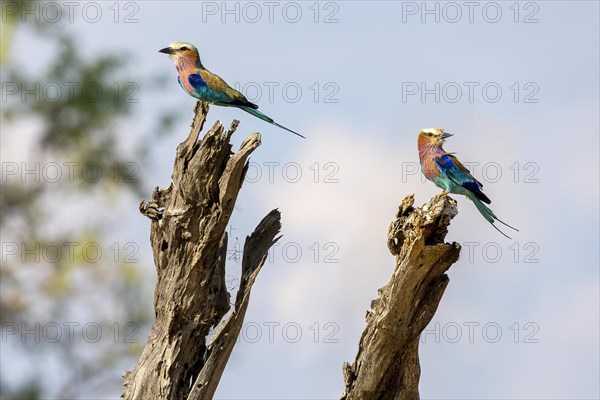 Lilac breasted roller