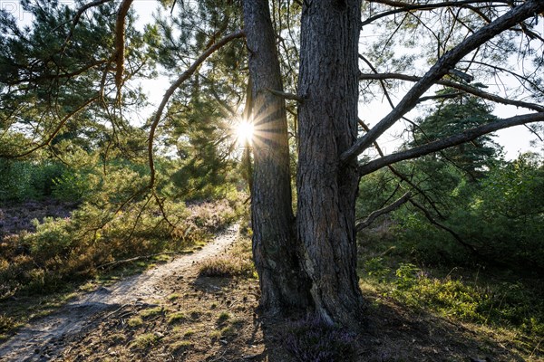 Old scots pine