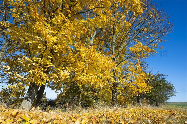 Norway maple