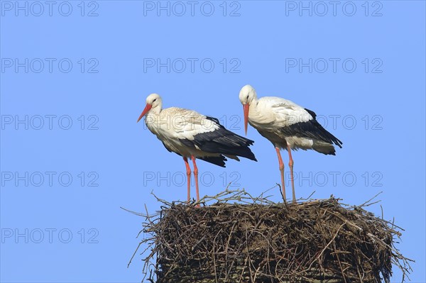 White stork