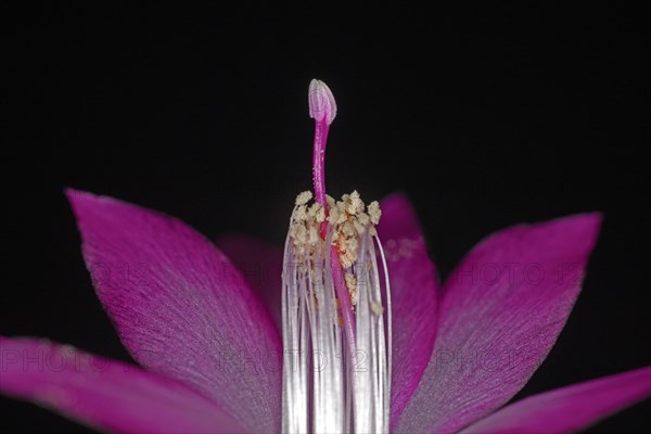 Red flower of a Schlumbergera with pistil