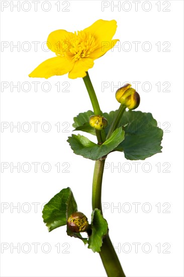 Flowering marsh marigolds