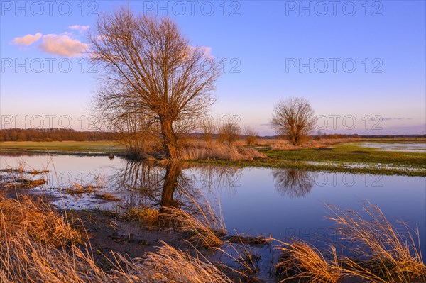 Willow on the Randkanal in Ochsenmoor