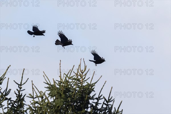 Three black crows