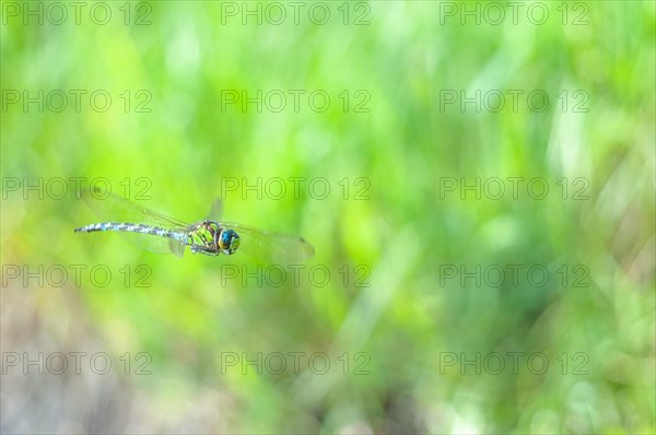 Southern Hawker