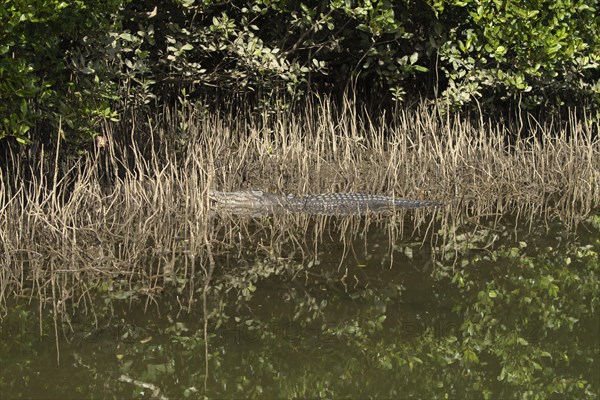 Saltwater crocodile