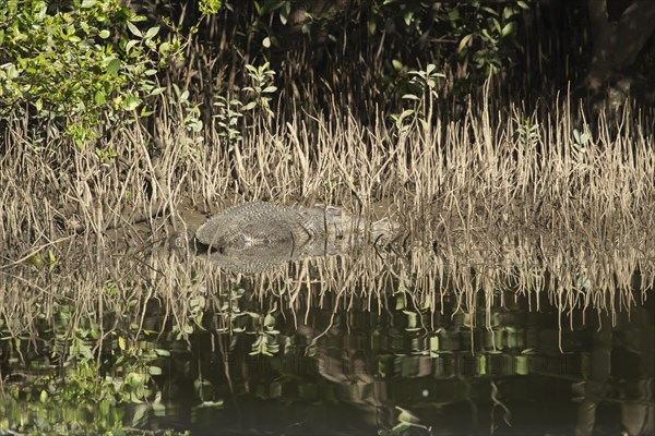 Saltwater crocodile