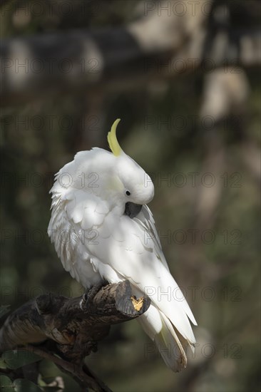 Sulphur-crested cockatoo