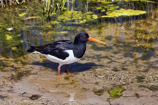 Eurasian oystercatcher