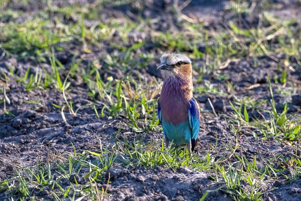 Lilac breasted roller