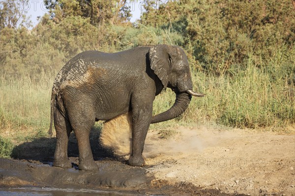 African Elephant