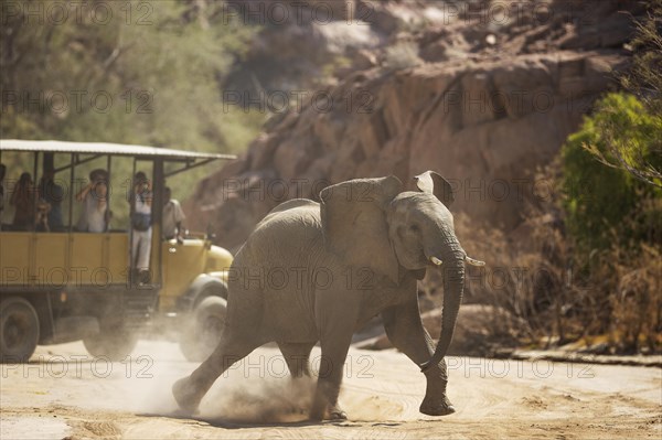 African Elephant