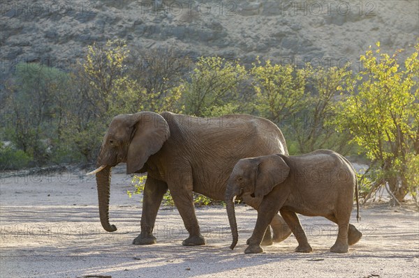 African Elephant