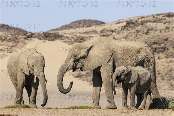 African Elephant