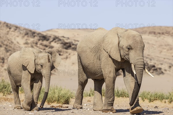 African Elephant