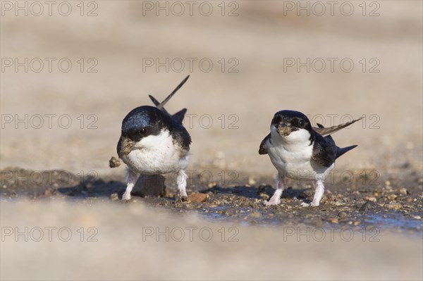 Common house martins