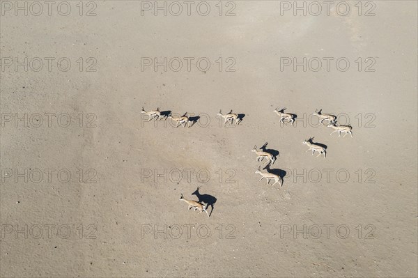 Springbok