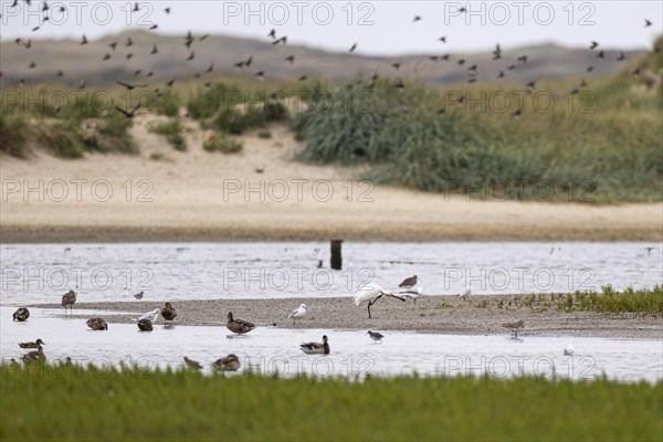 Eurasian spoonbill