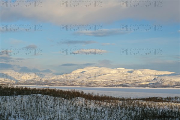 Snowy landscape and birch trees