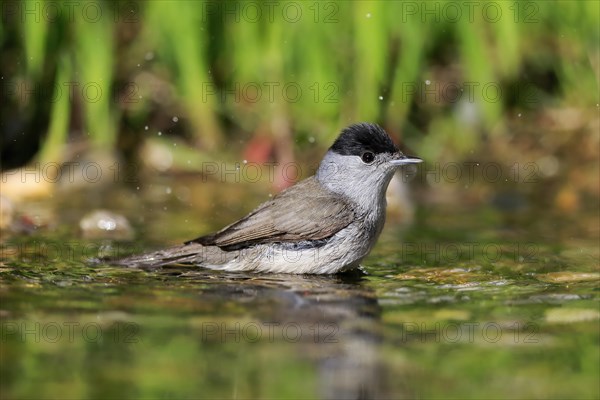 Blackcap