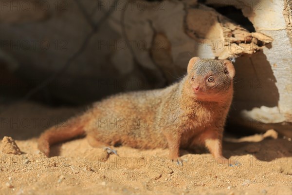 Dwarf mongoose