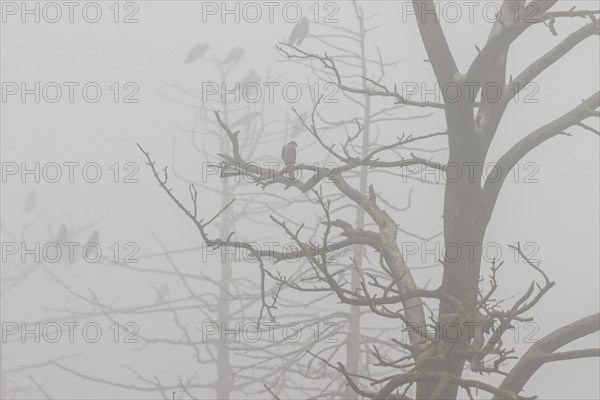 Hooded crow