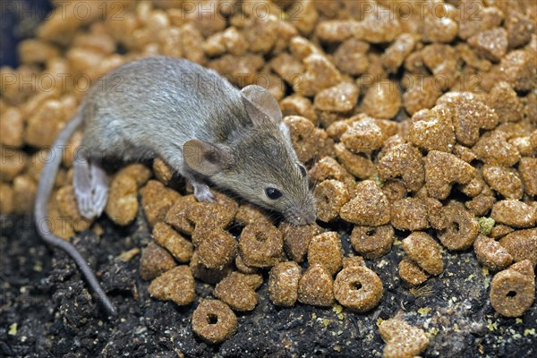 A house mouse