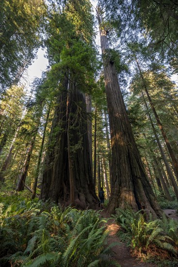 Hiker on trail through forest with coast redwoods