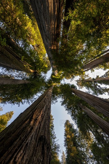 Coast redwoods