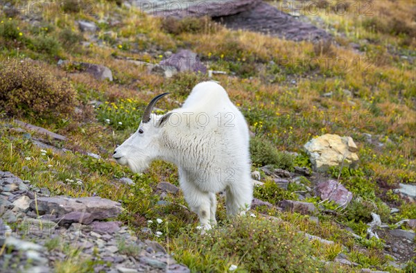 Mountain goat