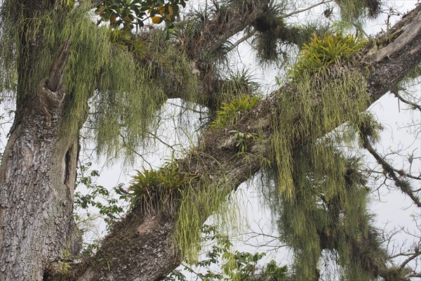 Epiphytes