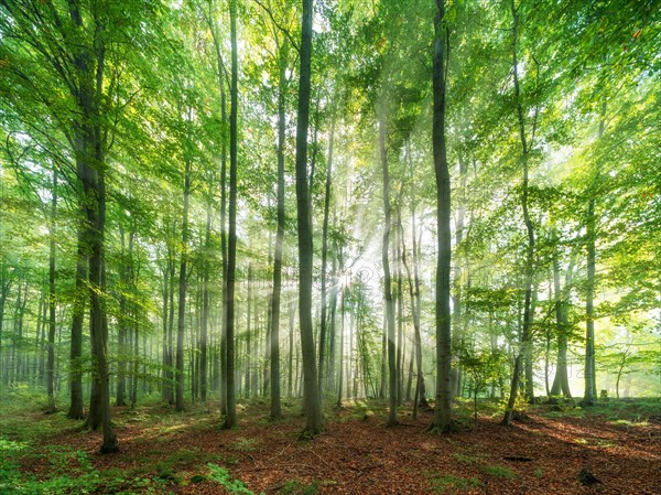 Beech forest flooded with light