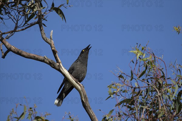 Australian magpie