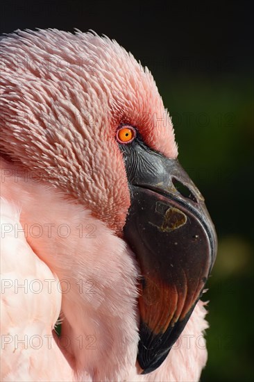 Lesser flamingo