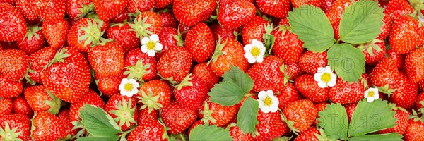 Strawberries Berries Fresh Fruit Strawberry Berry Fruit from above with Leaves and Flowers Panorama