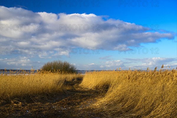 Winter landscape on the shore of Lake Duemmer
