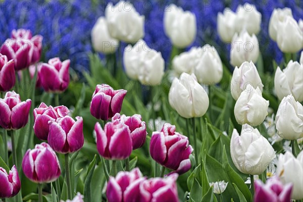 Bed with tulips