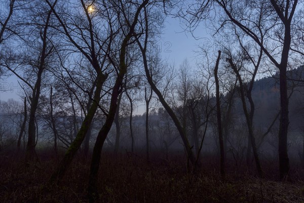 Riparian Forest in Moonlight