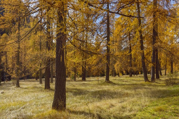 Beautifully colored larches near Cortina d'Ampezzo