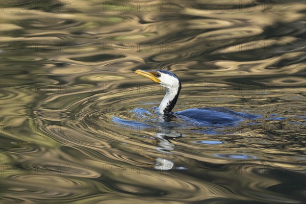 Little pied cormorant