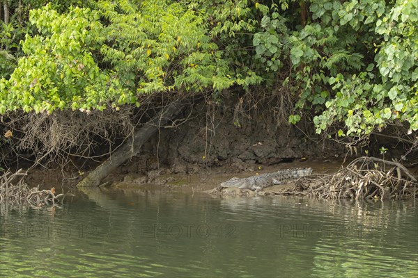 Saltwater crocodile