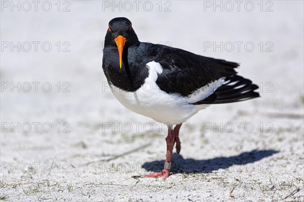 Eurasian oystercatcher