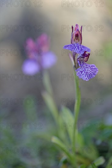 Butterfly orchid