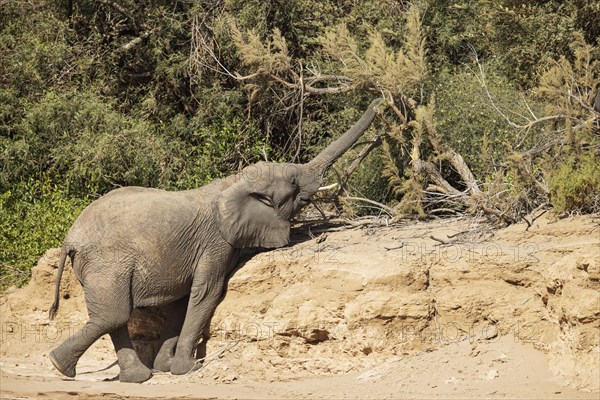 African Elephant