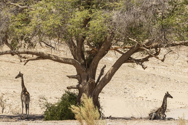 Angolan Giraffe