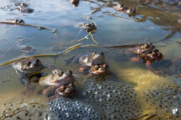 Common frog