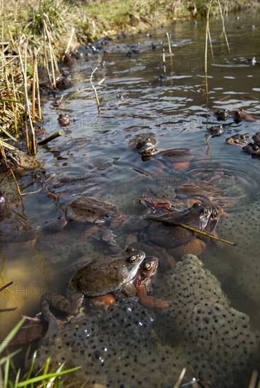 Common frog